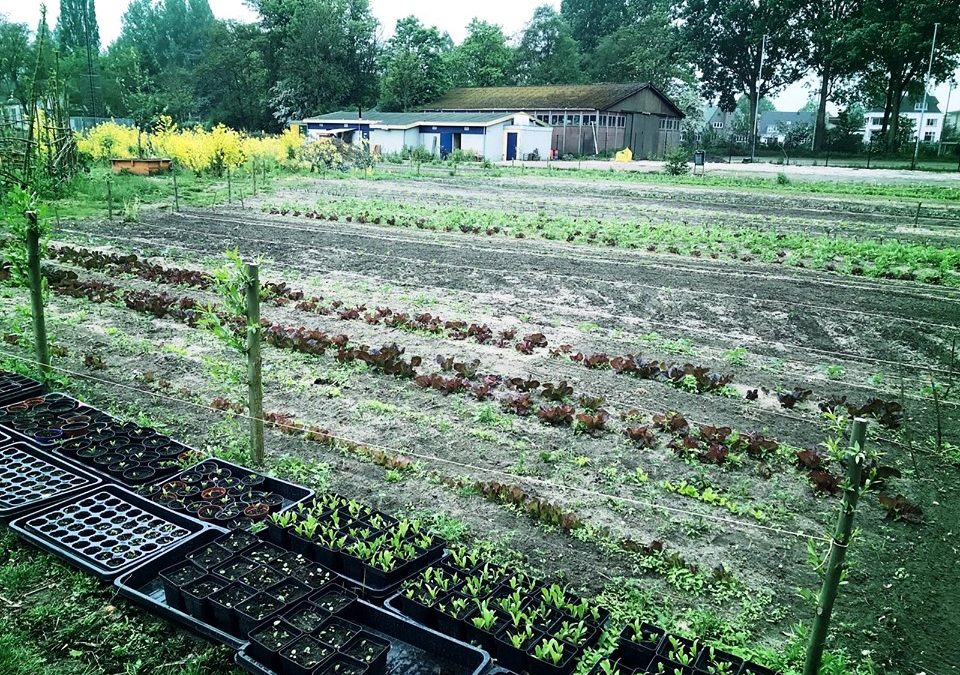 Onze groentetuin